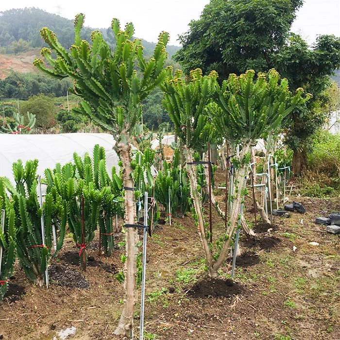 euphorbia trigona rubra