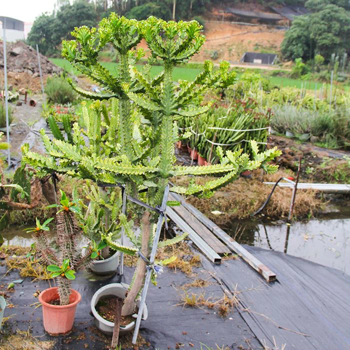 Abyssinian euphorbia