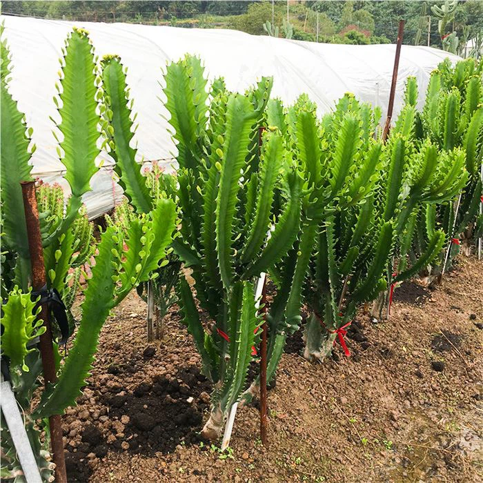 african milk tree euphorbia trigona