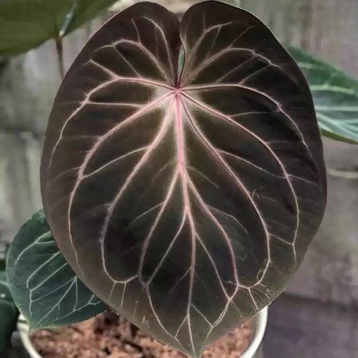 Anthurium King Of Spades Hu