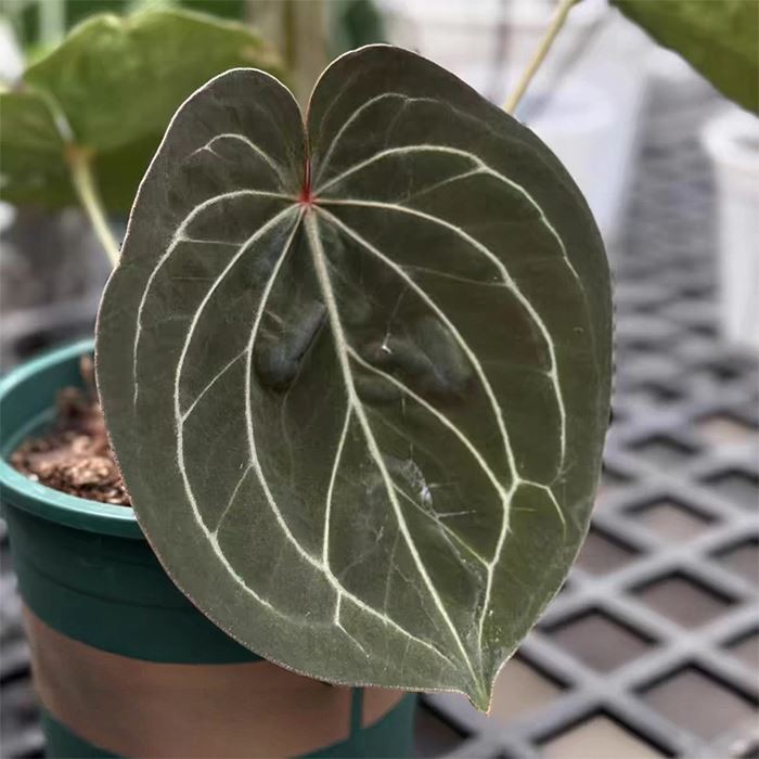 Anthurium HU