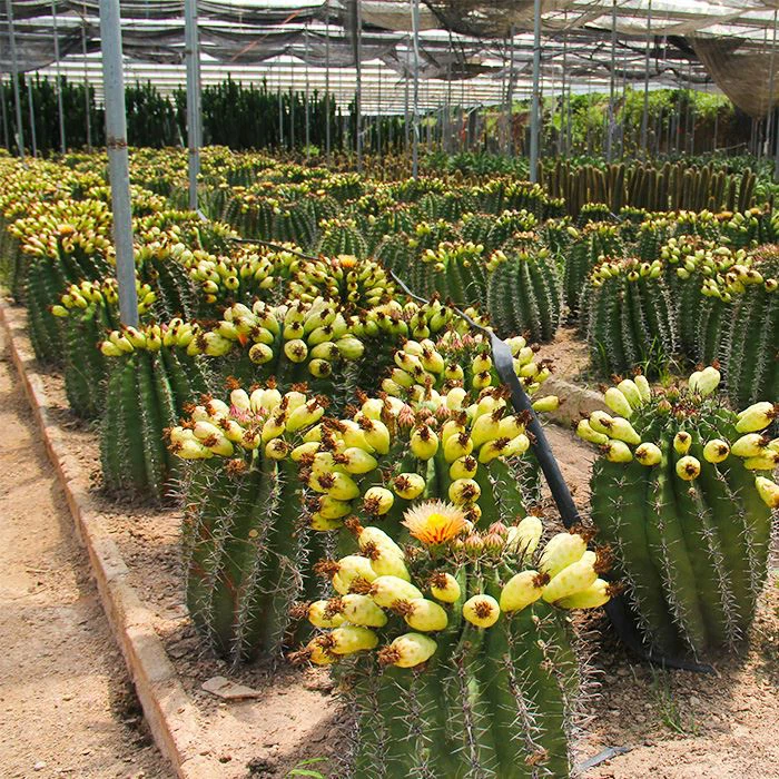 Ferocactus horridus brevispinus