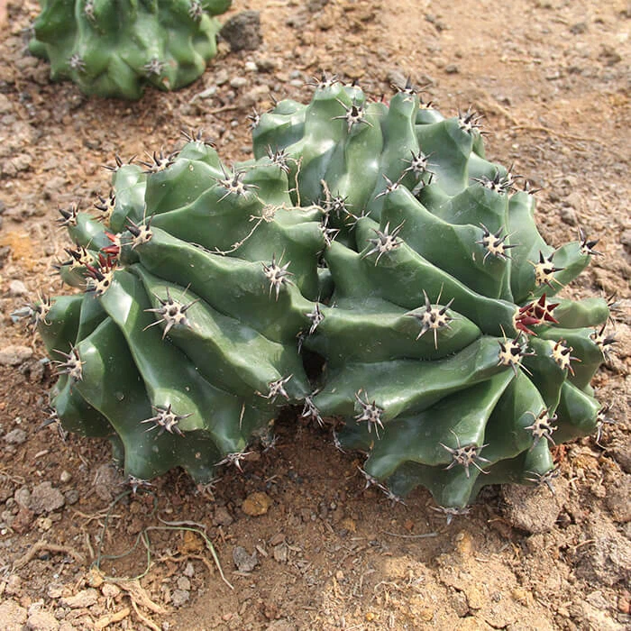 Ferocactus Horridus V Brevispinus