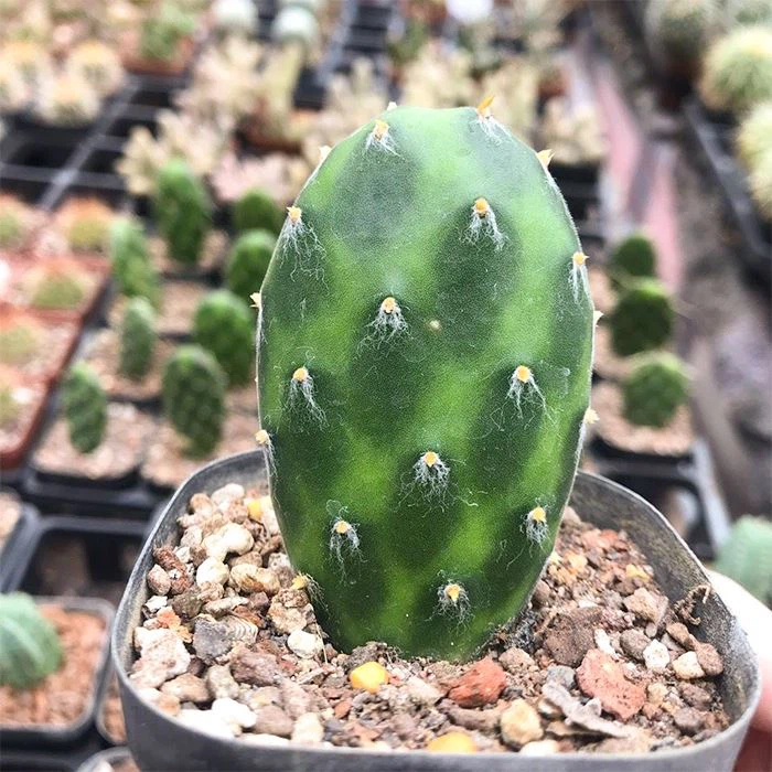 Opuntia Decumbens