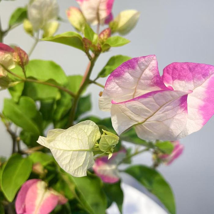 Bougainvillea Coconut Lce