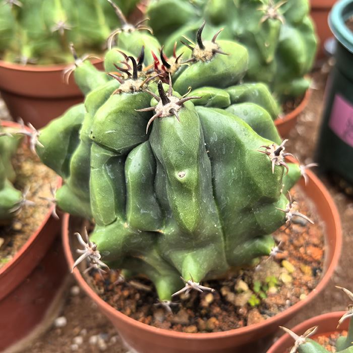 Ferocactus Peninsulae var. Townsendianus