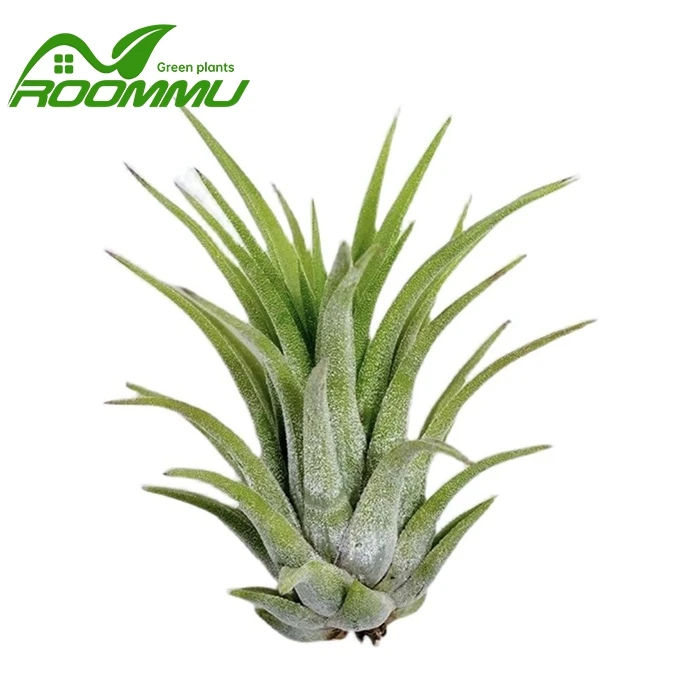 Bromelia luchtplant