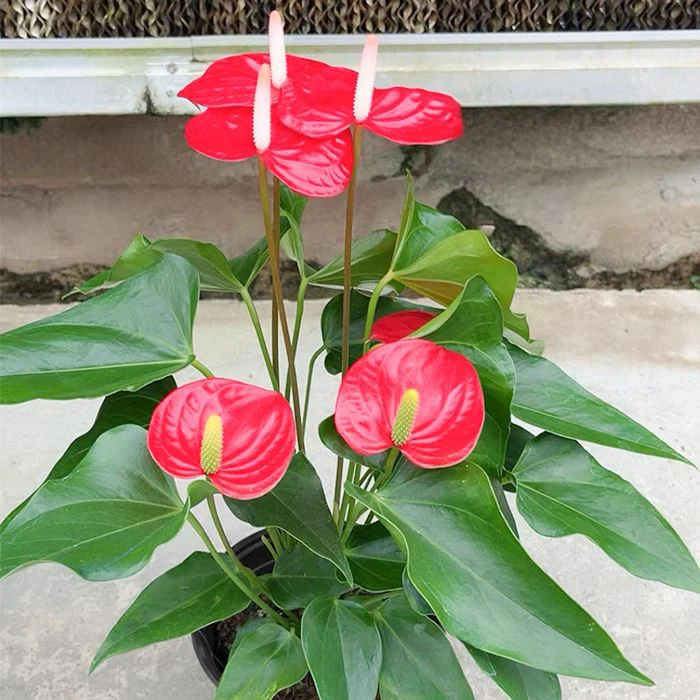 Anthurium Felicita