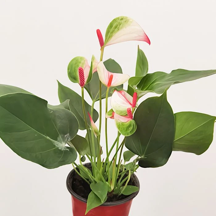 Anthurium Mystique