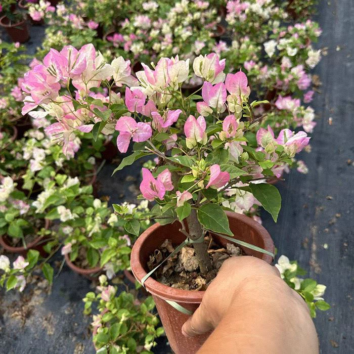 Bougainvillea X ​​Spectoperuviana 'Lippenstift'