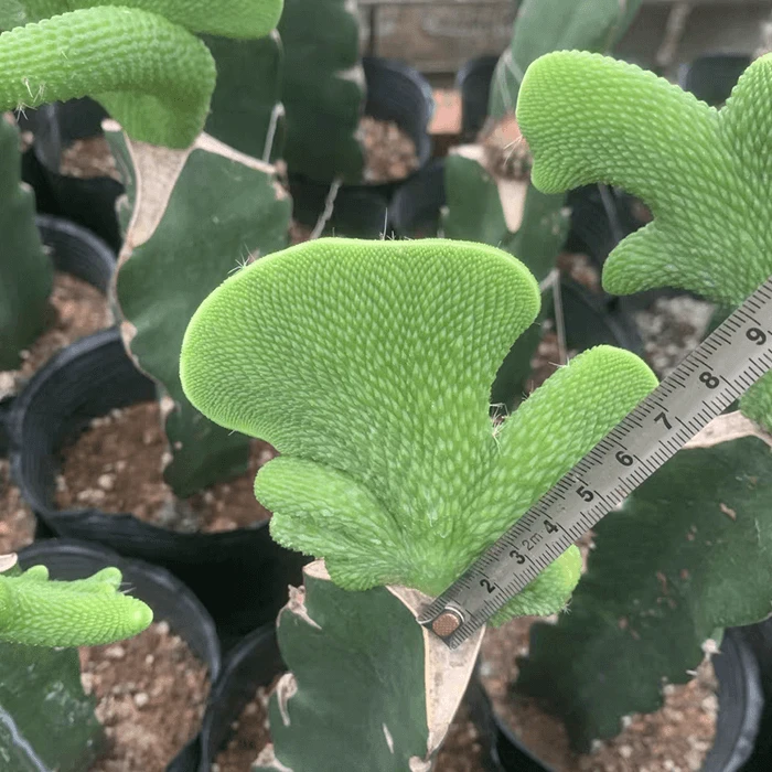 Cleistocactus Colademononis Inermis Cristata