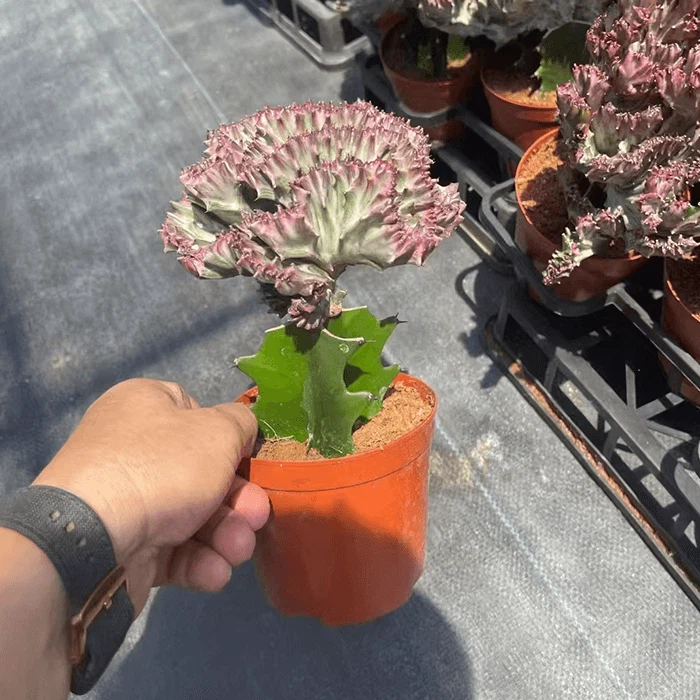 Euphorbia Lactea Cristata Variegata