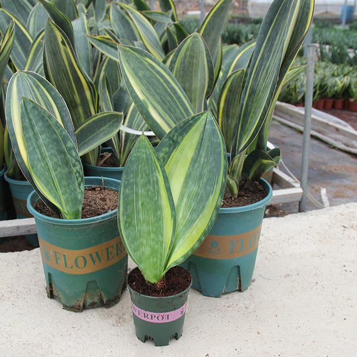Sansevieria Masoniana Bontbladig