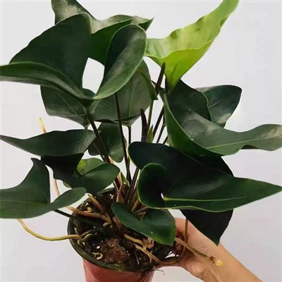 Anthurium Pijl