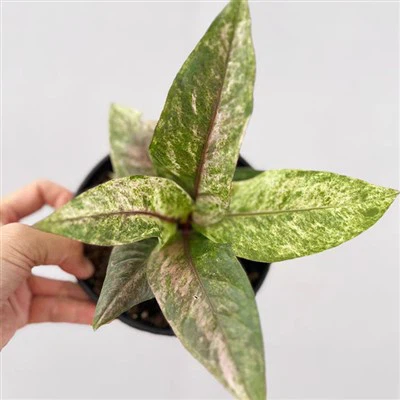 Anthurium Bonplandii Variegata