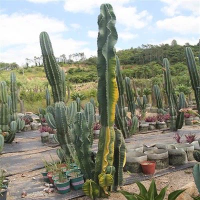 Cereus Peruvianus Bontbladig