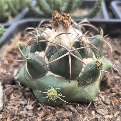 Coryphantha Bumamma