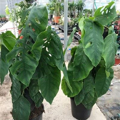 Dubia Monstera