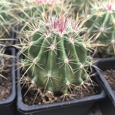Ferocactus Stainesii Var. Pilosus