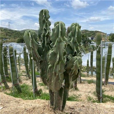 Monsterse Appelcactus