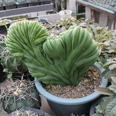 Myrtillocactus Meetkunde F Cristata